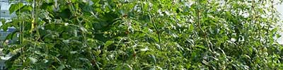 Hydroponics Dictionary You can get yields like this too!