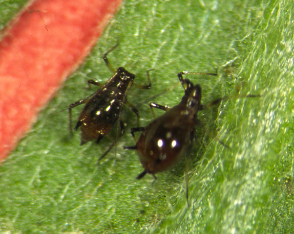 Aphids