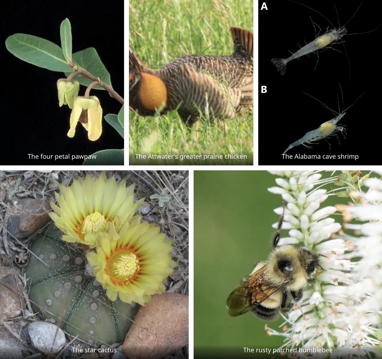 Species at risk because of neonics