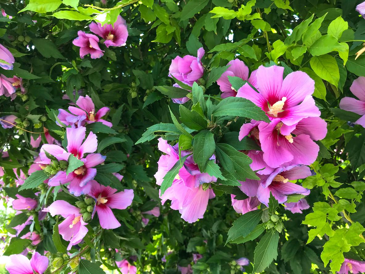 pink hibiscus bush in the maximum spring / summer flowering