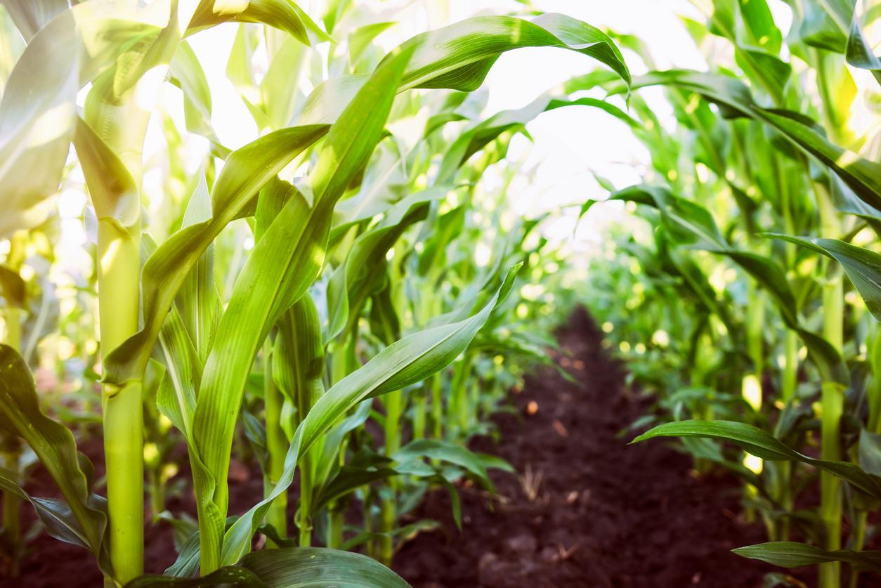 Corn agriculture. Green nature. Rural field on farm land  in summer. Plant growth. Farming scene. Outdoor landscape. Organic leaf. Crop season. Sun in the sky.