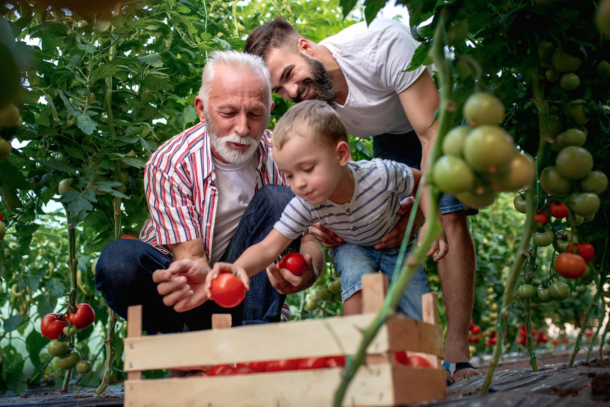 Grandfather,son and grandson working in greenhouse,picking tomatoes.