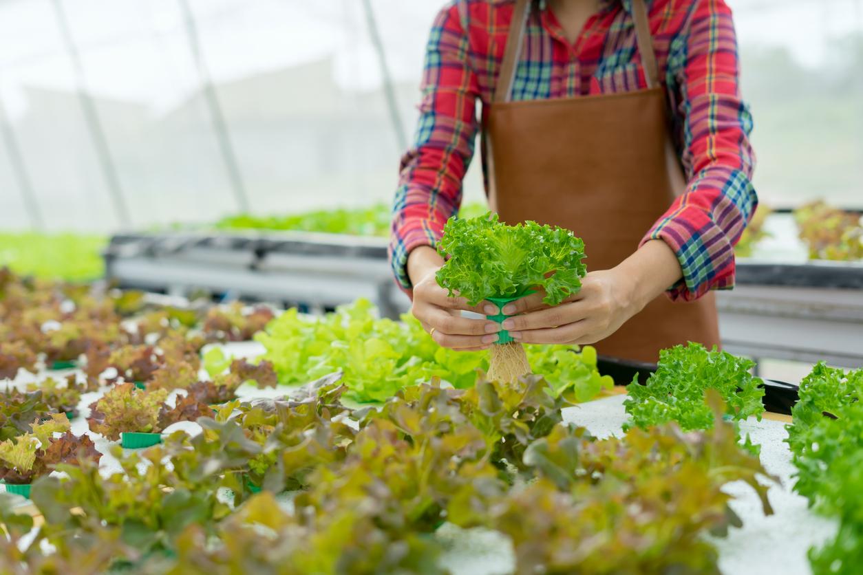 Close up hand farmer working in hydroponic vegetable farms,Agriculture for health Concept