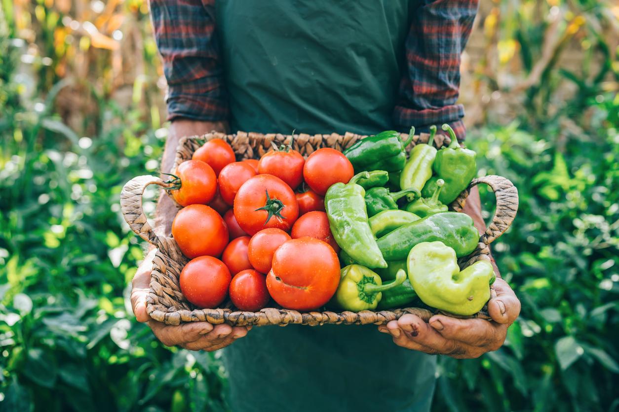 Mature farmer carrying vegetables in basket