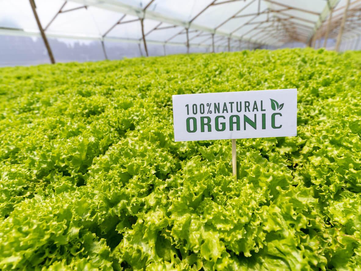 field of lettuce at an organic farm 