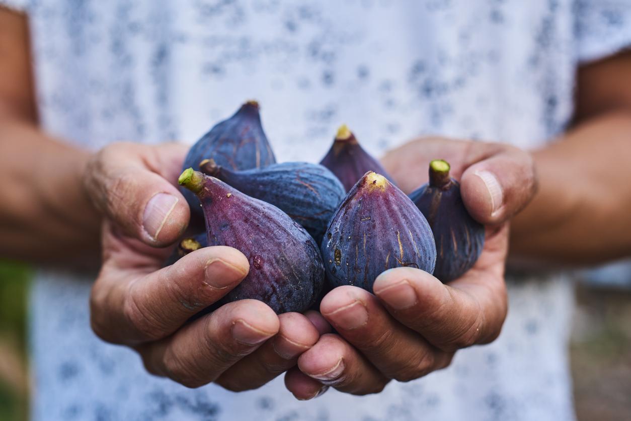 closeup of a young caucasian man outdoors with a handful of ripe figs in his hands, freshly collected on an organic orchard