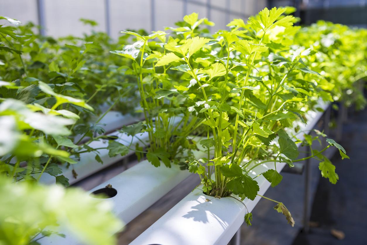 Thai celery plant growing in hydroponic vegetable farming, organic vegetable, agriculture industry