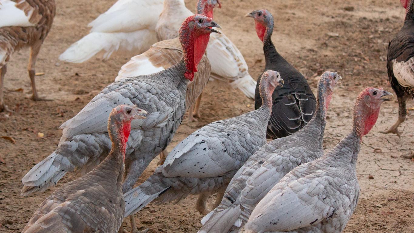 various turkey in a poultry farm in Qatar. Selective focus