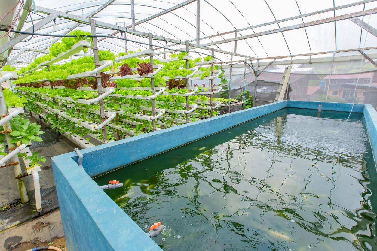 Hydroponic Organic vegetable cultivation farm.