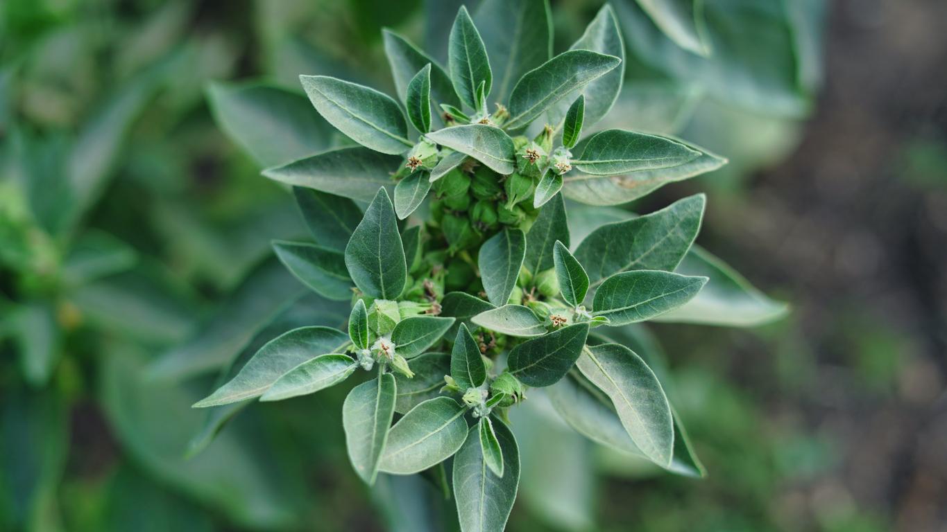 Withania somnifera plant known as Ashwagandha. 
