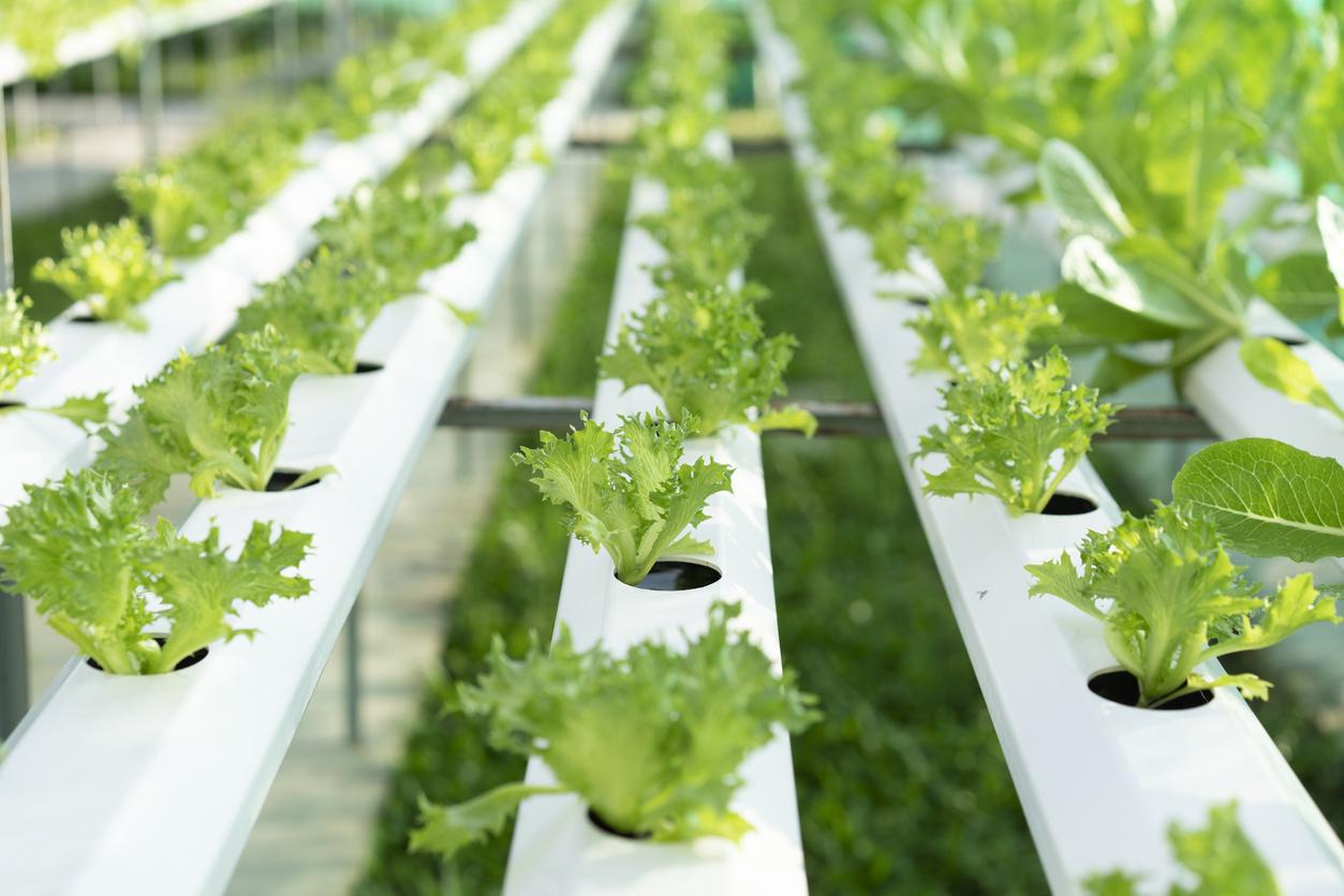 cultivation hydroponics green vegetable in farm