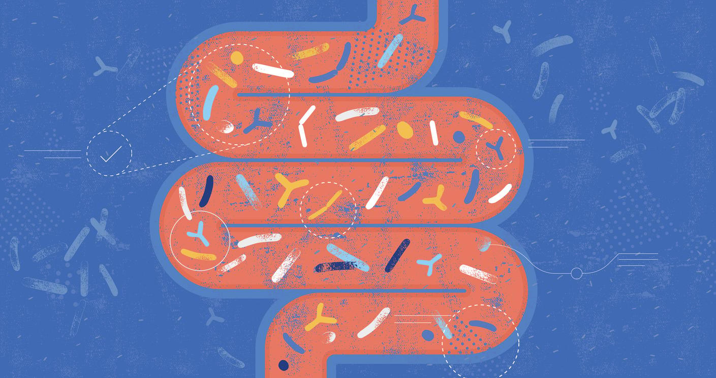 Probiotics illustration of gut microbiota
