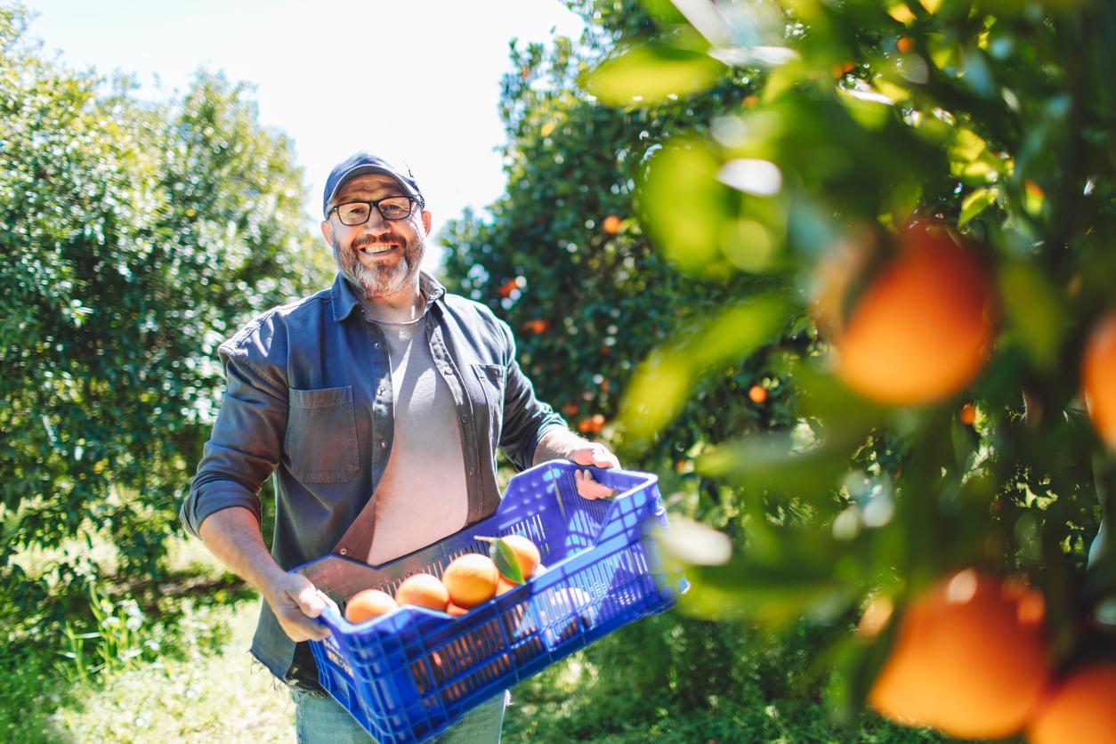 One mature adult farmer at orange garden picking up orange crop