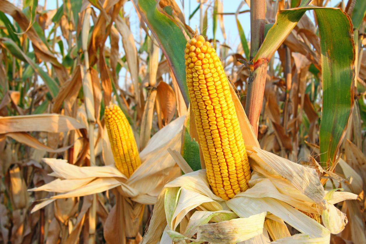 Ripe corn on the cob in a field ready for harvest