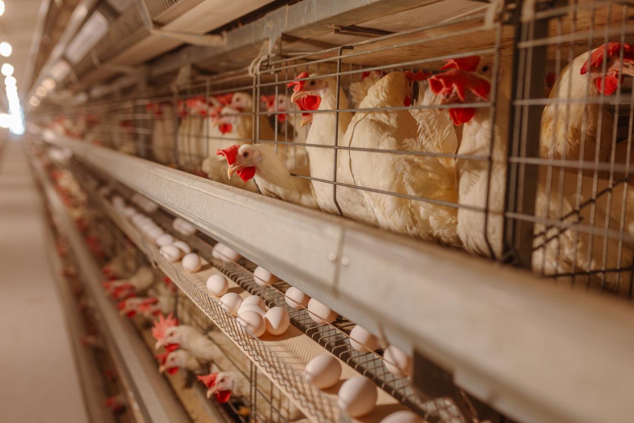 Chickens laying eggs in stacked cages in factory farm