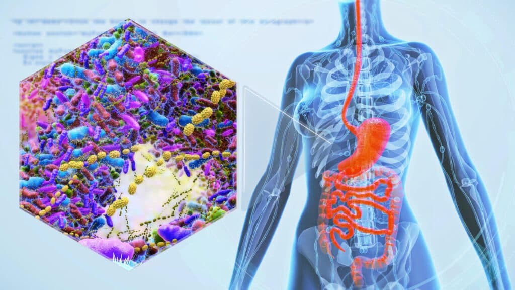 Female anatomy with digestive system 