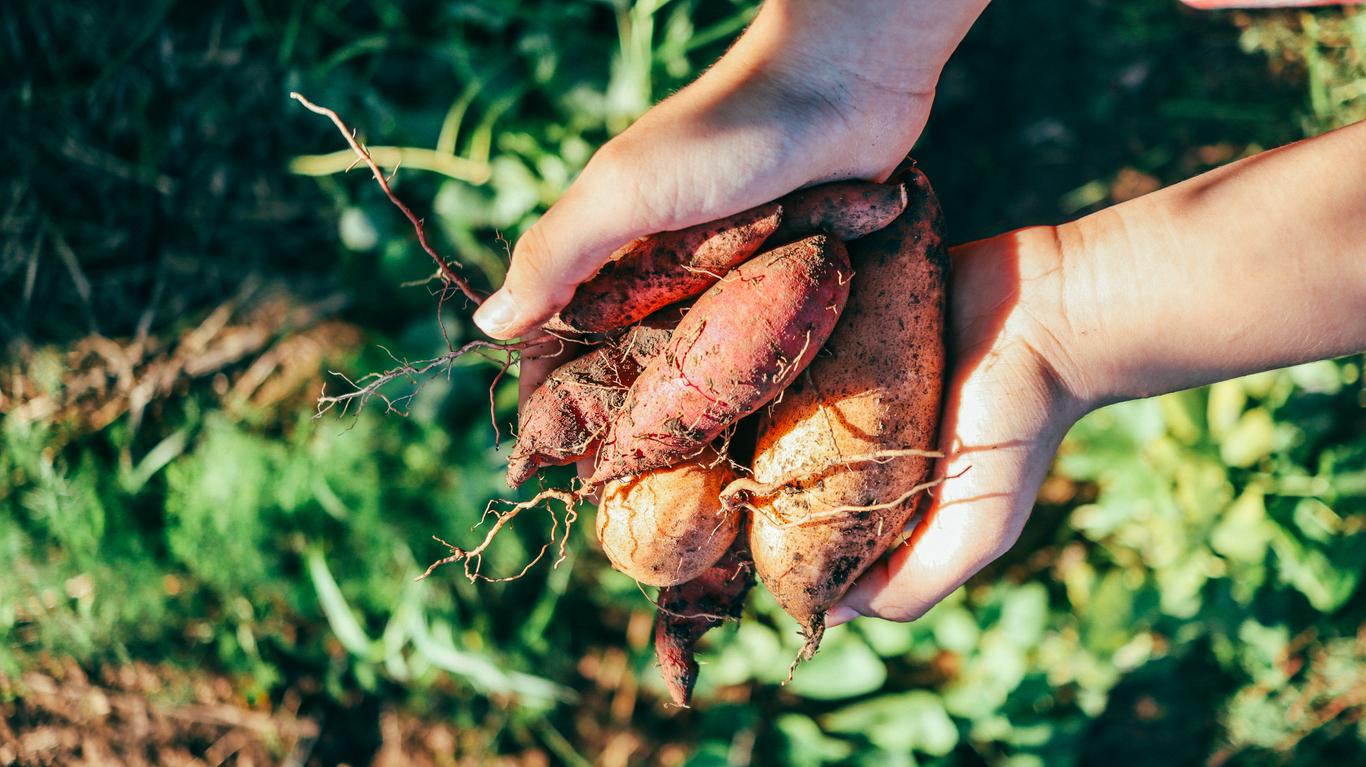 organic sweet potato harvest tubers in hands of farmer girl