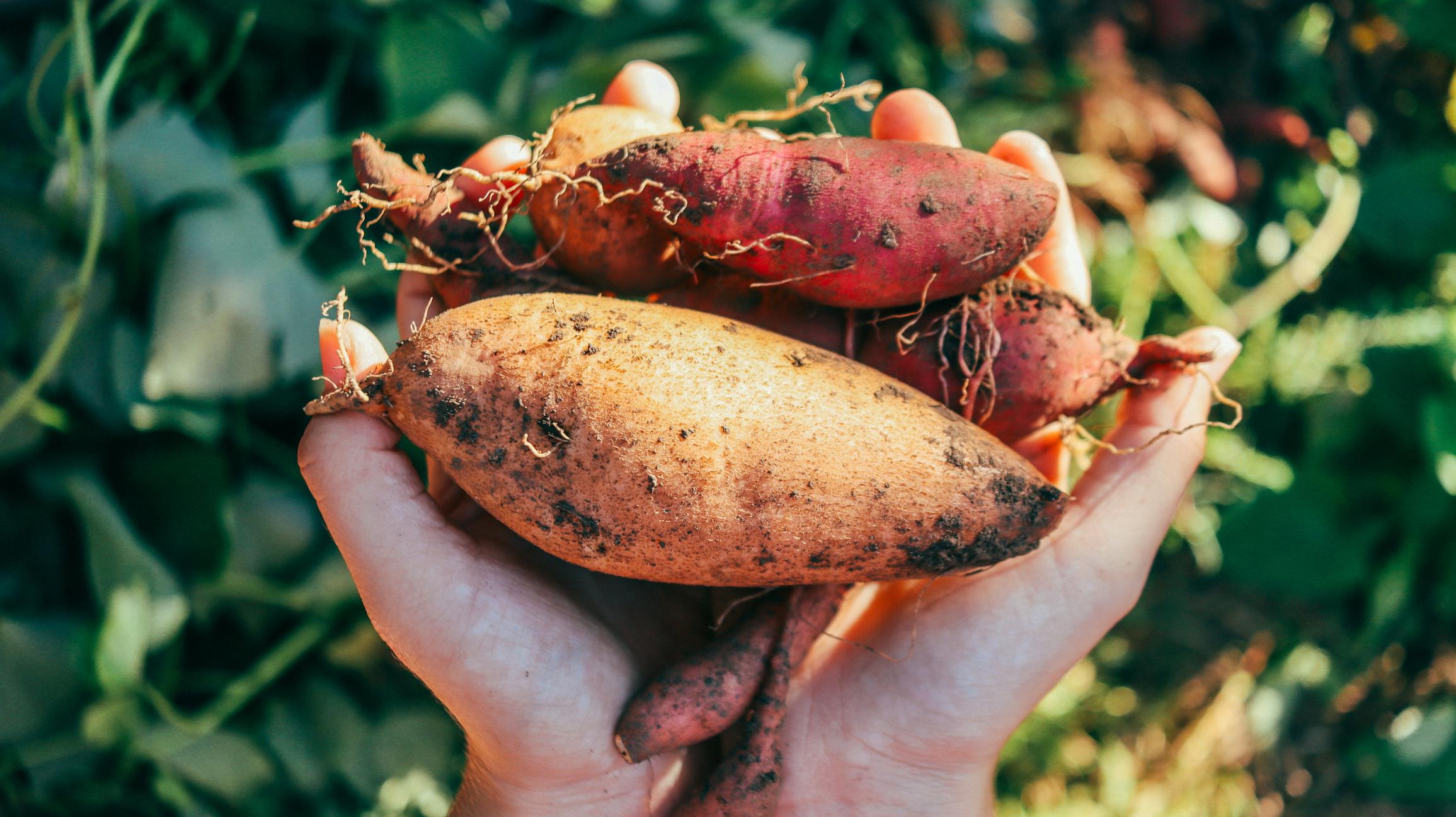 organic sweet potato harvest tubers in hands of farmer girl