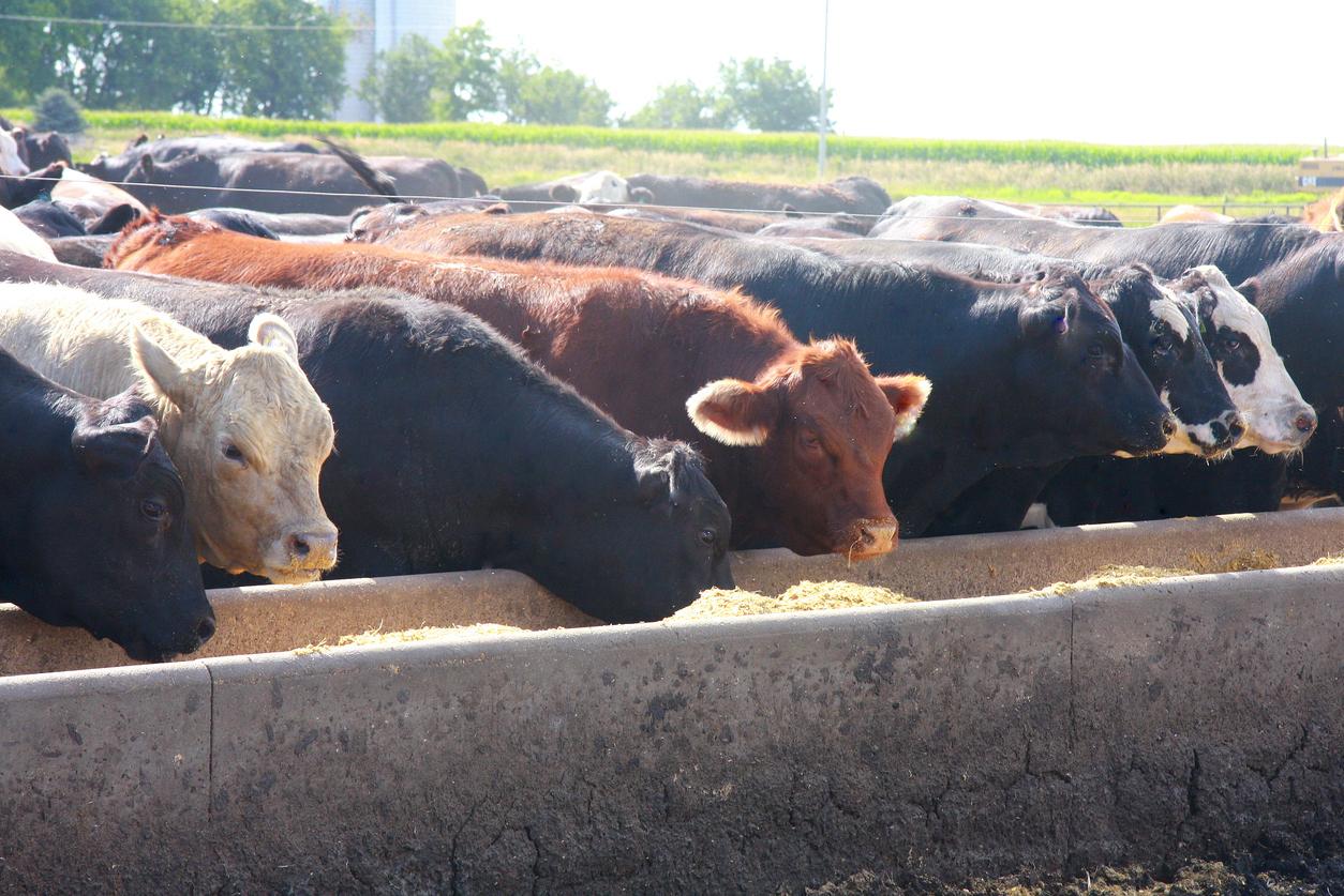 The morning sun illuminates these cattle in a feedlot in western Iowa on a summer day.