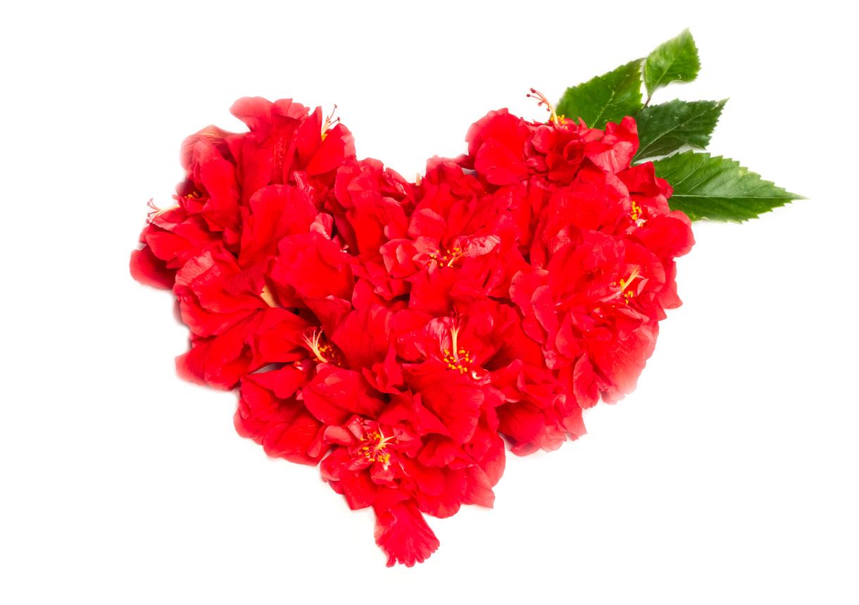 Red hibiscus in heart sign on white background.
