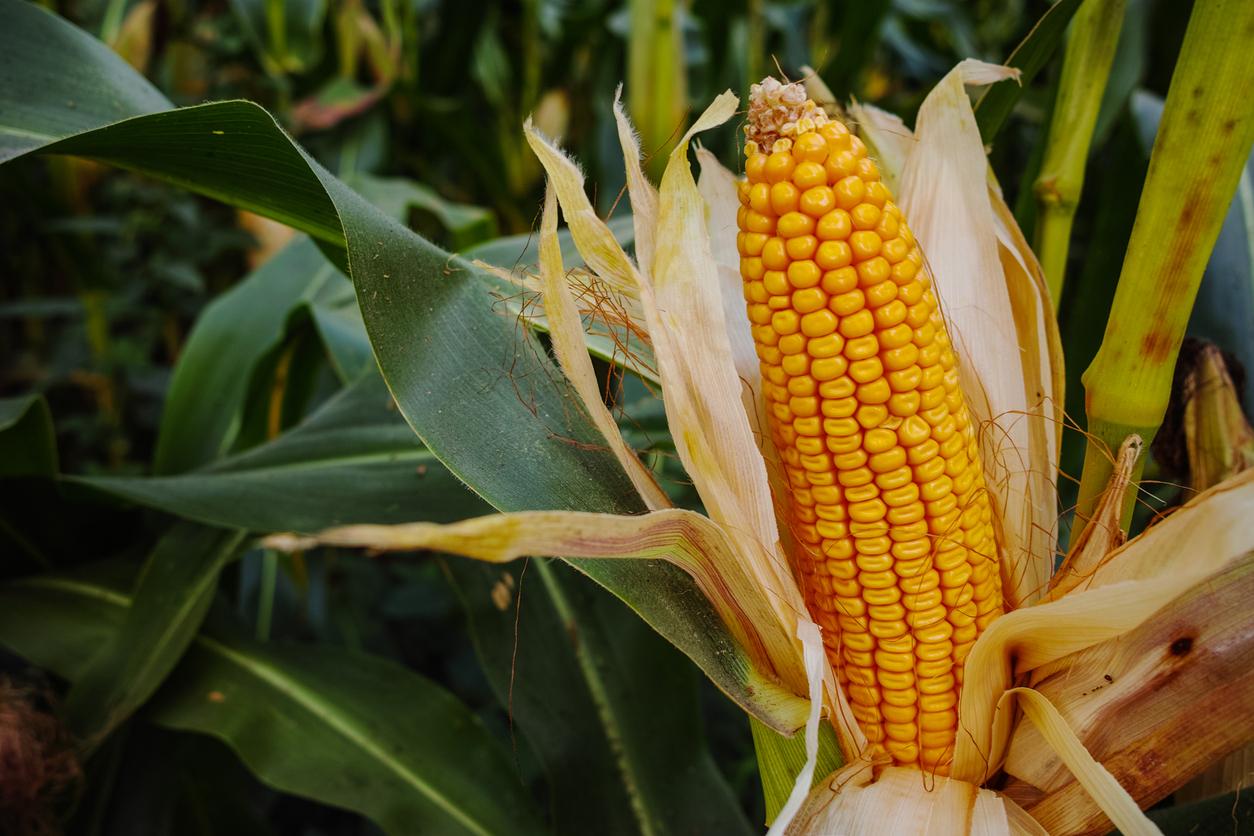 Field with organic ripe corn