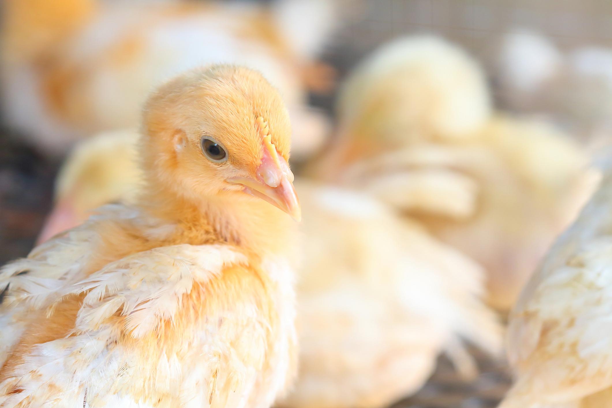 Baby chicks