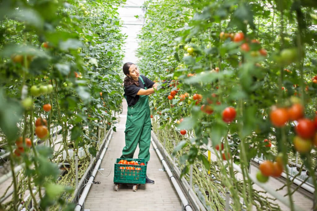 Picking ripe tomatoes