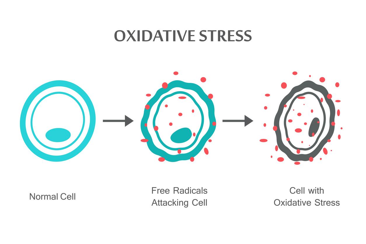 Oxidative Stress Diagram. Vector illustration flat design